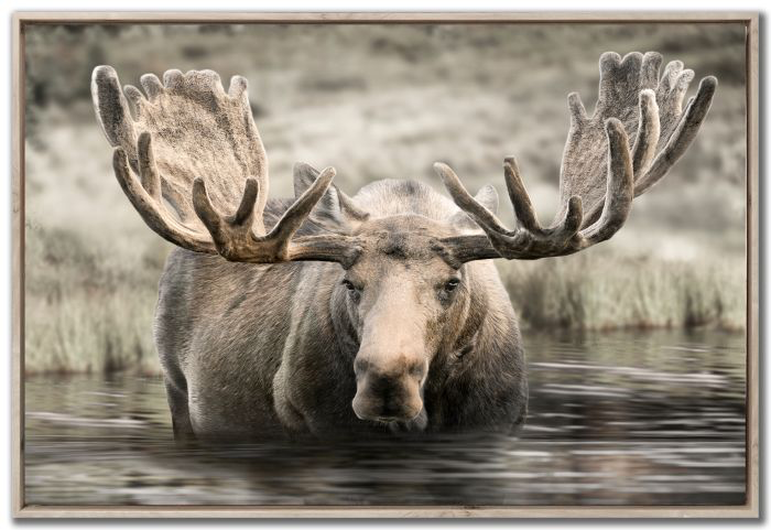 “Moose” Artwork