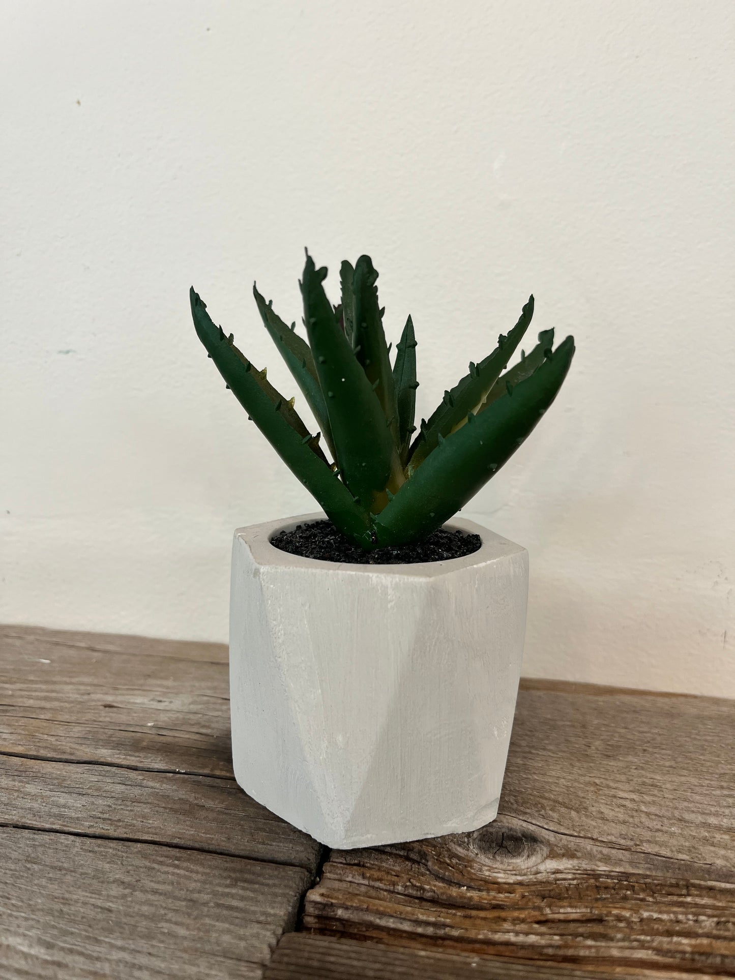 Mini Potted Succulent